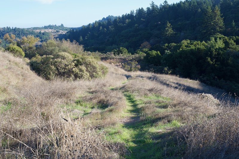 The trail narrows as you descend toward the pond, and the grasses begin to encroach upon the trail.