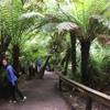 Walking through the tree ferns.