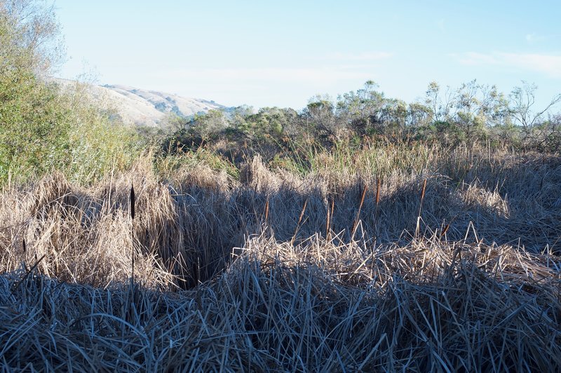 When you reach the pond, it appears to have dried up, and the cattails and grasses are all that are left.