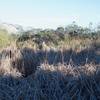 When you reach the pond, it appears to have dried up, and the cattails and grasses are all that are left.