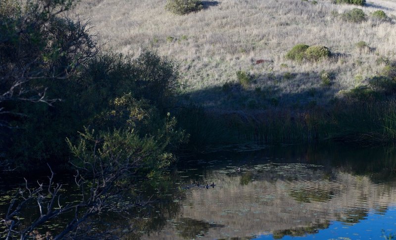 Ducks are seem swimming in the pond in the afternoon.