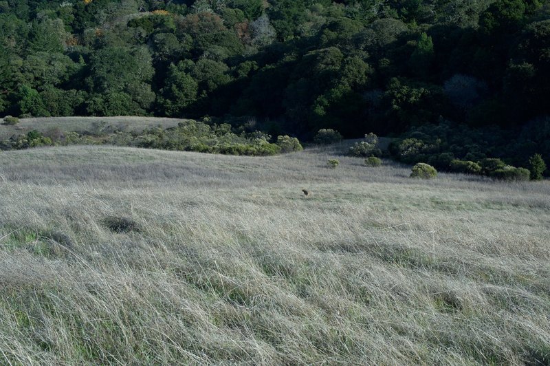 A coyote stands in the field in the afternoon just off of the Clouds Rest Alternate Trail.  The fields are popular feeding grounds for animals in the evening.