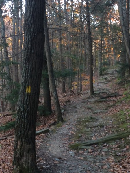 A trail blaze shortly after the start of the trail.