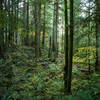 Lush forest surrounds the trails at the Stimpson Family Nature Reserve.