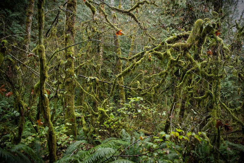 Moss-covered trees along the Stimpson Main Loop Trail.