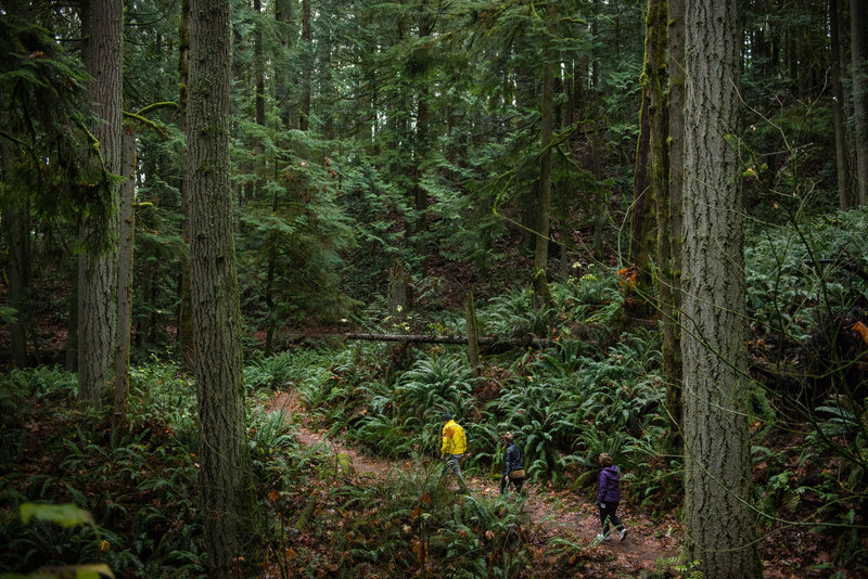 Walking beneath the old growth at the Stimpson Family Nature Reserve.