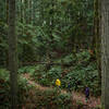 Walking beneath the old growth at the Stimpson Family Nature Reserve.