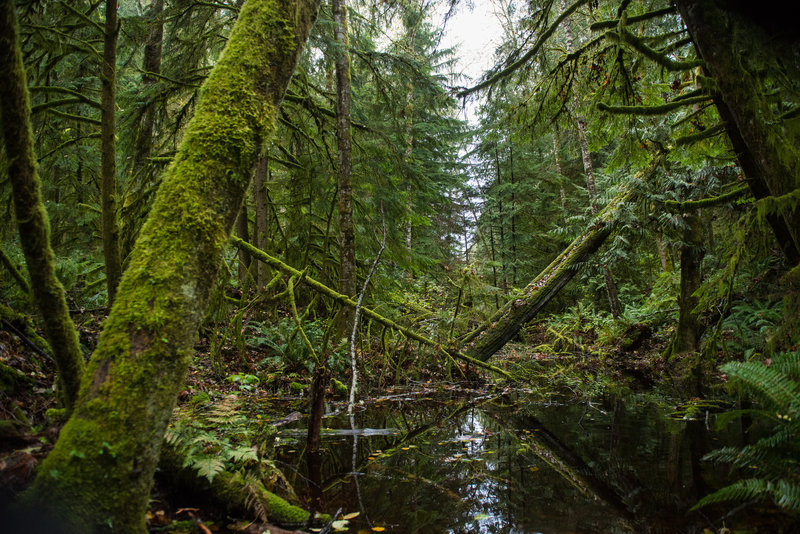 Various low pools along the trail deepen with the rains.