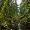 Various low pools along the trail deepen with the rains.