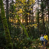 Sunset along the Main Loop Trail at the Stimpson Family Nature Reserve.