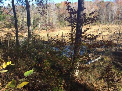 The 'lake' - more like a pond ;-)