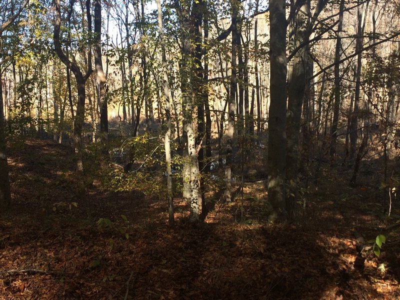 Trees, water, and a clearing.