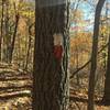 Red and white blazed section of the trail.