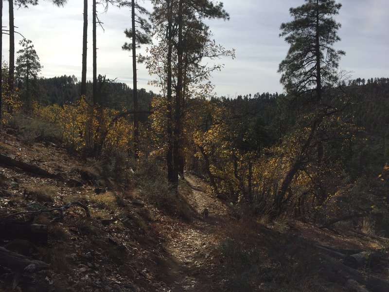 Cold Springs Trail is an easy-to-follow trail.