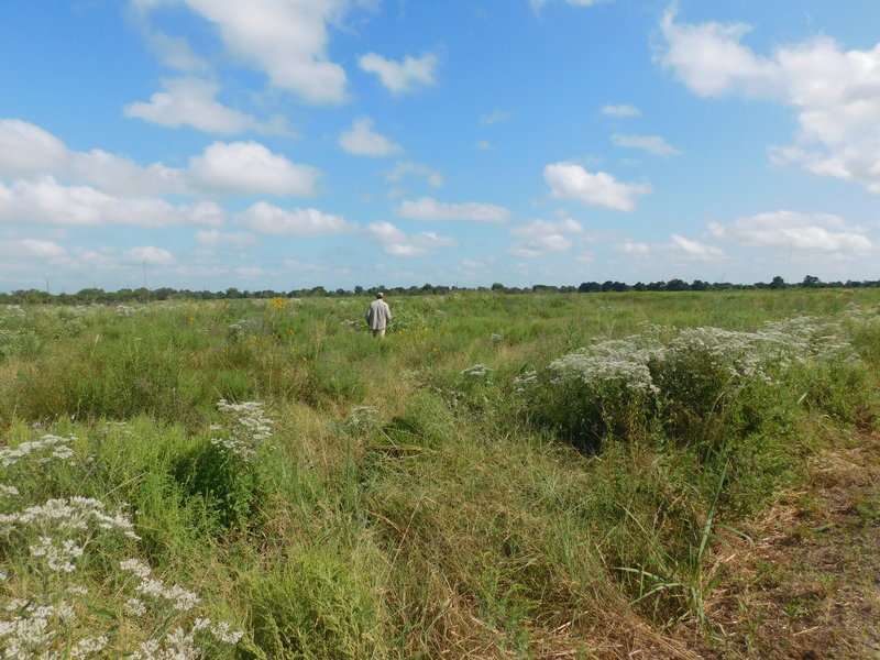 Prairie plants off of Ann Hamilton Trail.