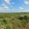 Prairie plants off of Ann Hamilton Trail.