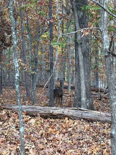 A curious trail mate...