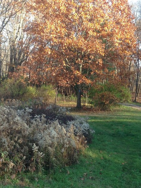 Leaves holding on before the first snow arrives in November!