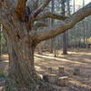 Greeting Tree at trailhead.