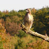Red-tailed hawk at Wachusett Meadow Wildlife Sanctuary.