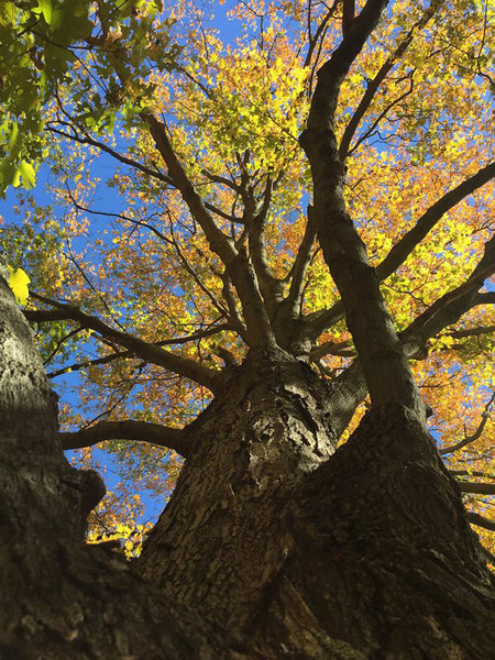 Large maple at Habitat Education Center and Wildlife Sanctuary.