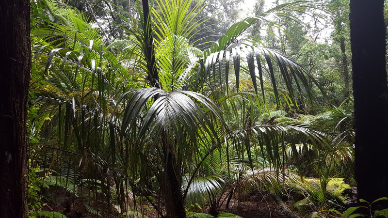 Nikau palms.