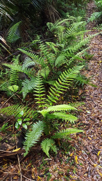 Ferns growing along the side of the track.