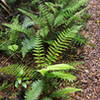 Ferns growing along the side of the track.