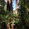 The rainforest of Triplet Falls.