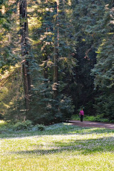 Redwood Regional Park.