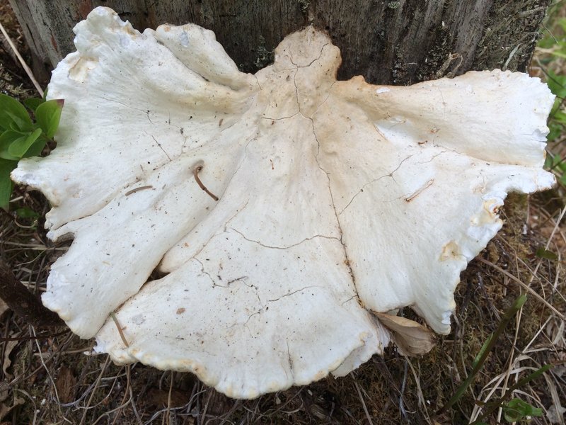 Tree conk(s) in an Alaskan forest.