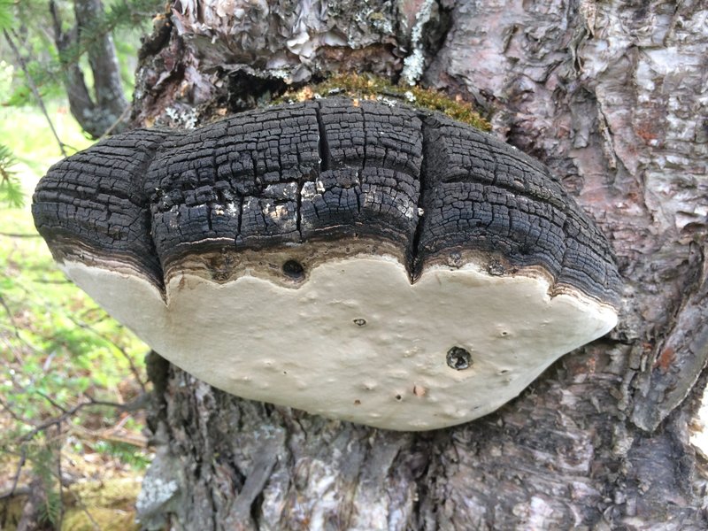 Tree conk(s) in an Alaskan forest.