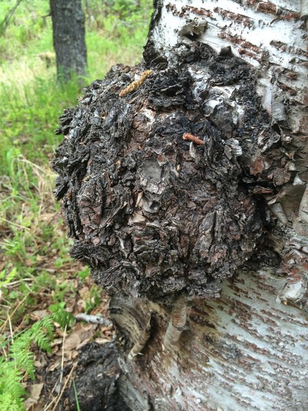 Burl or gall.