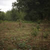 A deer peeks out from one of the open meadows along the way.