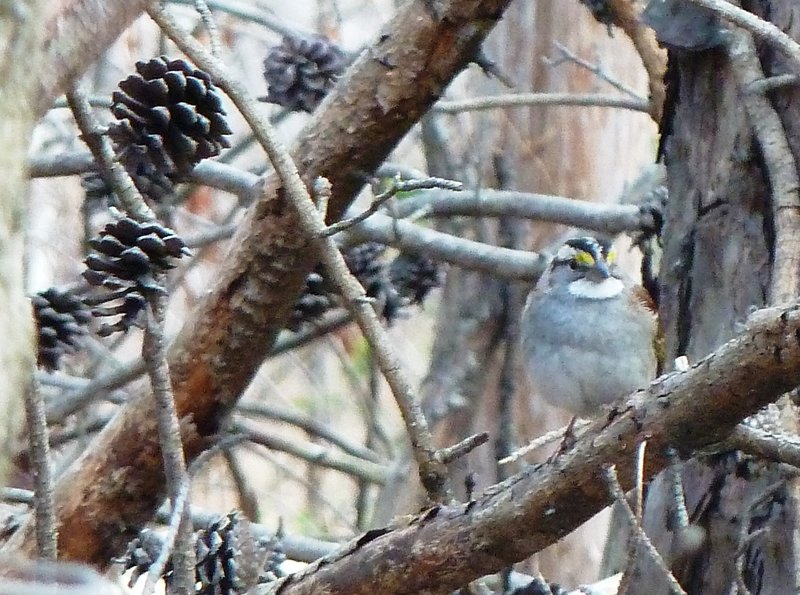 A white-throated sparrow can be seen near the Al Buehler Trail.