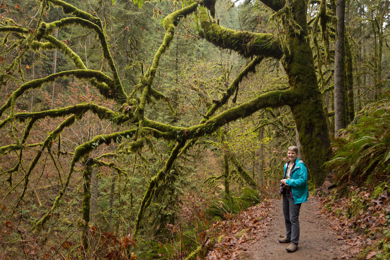 Old growth forest at Silver Falls.