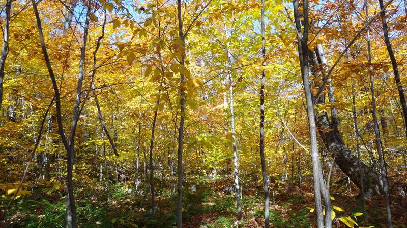 Sun lit leaves in the fall make this a fantastic fall trail.