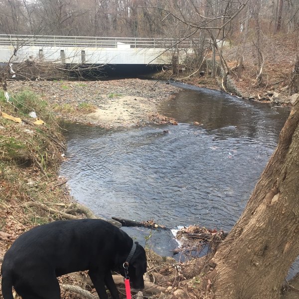 Chance - toward the end (or the beginning - depending on which way you start) of the short trail right below the 695 Beltway.