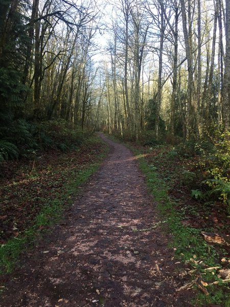 Typical section of the trail.