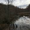 A beaver lodge in the pond.