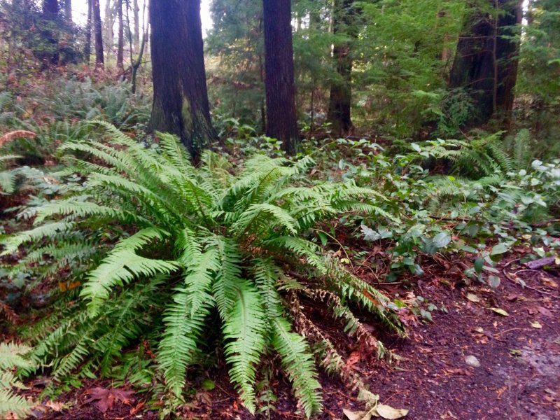 Ferns and cedars.