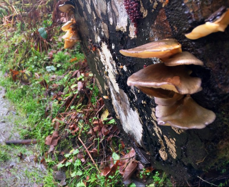 Mushrooms along Piper's Creek.