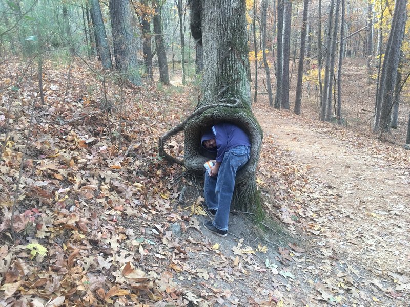 Boy being eaten by tree.