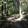 Part of the trail winding through the park forest.