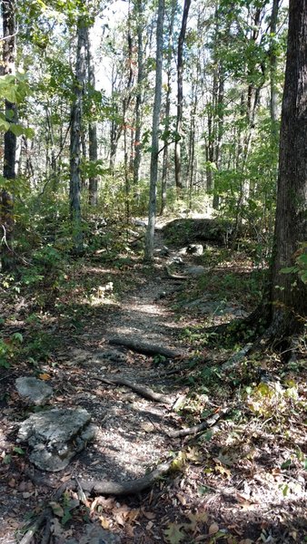 A few rocks and roots crisscross the path in some parts.