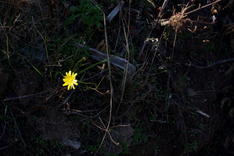 Wildflowers can be seen growing in the upper portions of the trail, even in the fall.