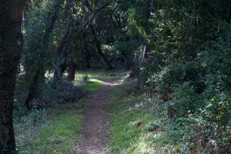 The trail is fairly narrow as it winds its way through the woods.