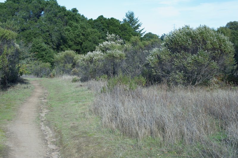 The trail is slightly eroded in this section, but the woods have transformed into smaller bushes at this stage.