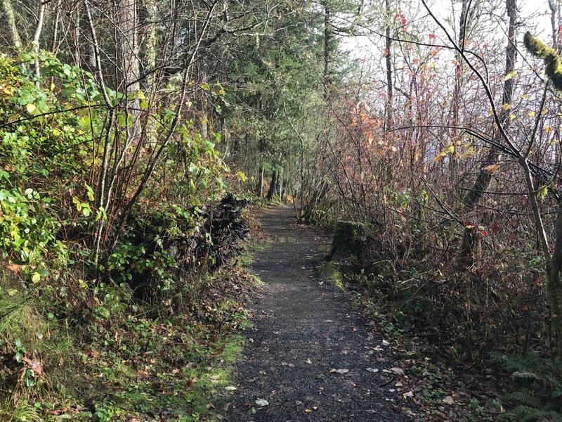 The trail as it winds along the shore. It's a gravel trail until it moves onto the boardwalk.