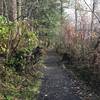 The trail as it winds along the shore. It's a gravel trail until it moves onto the boardwalk.